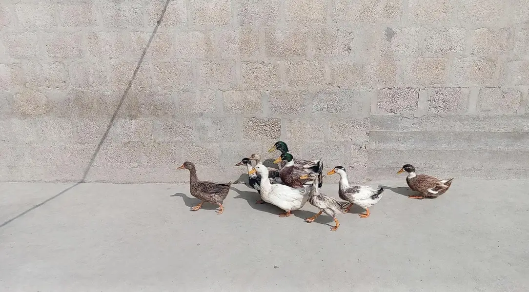 desi ducks j — photo 5