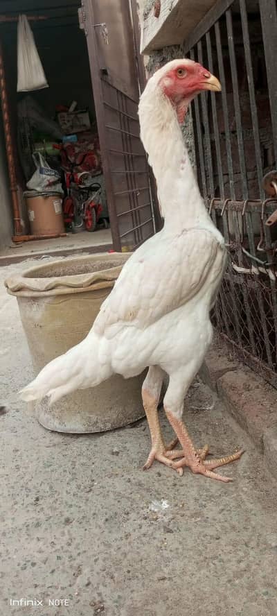 paper white jarman shamo madi