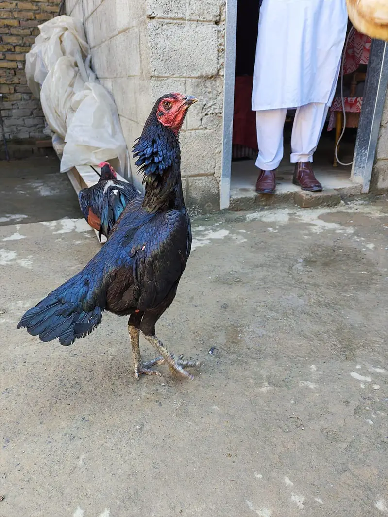 aseel thi — photo 4