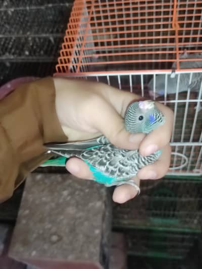 budgies
