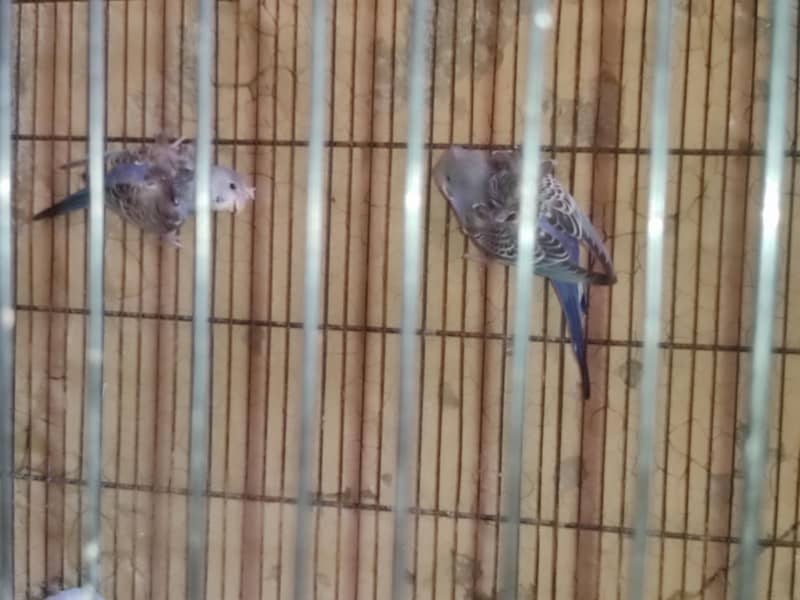 budgies 1