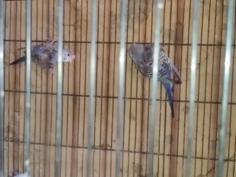 budgies — photo 2