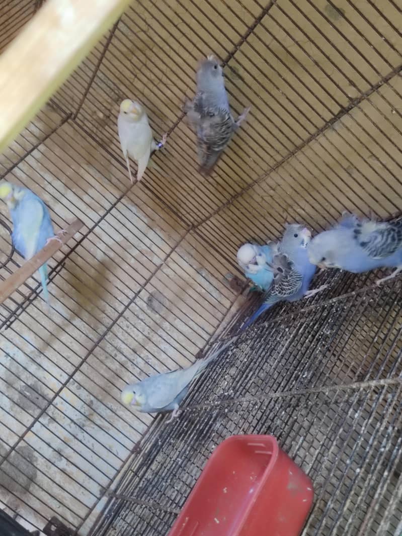 budgies 2