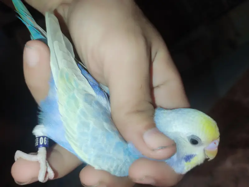 budgies — photo 4