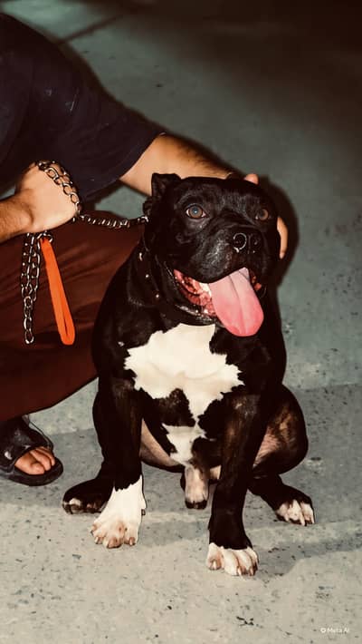 American bulldog
