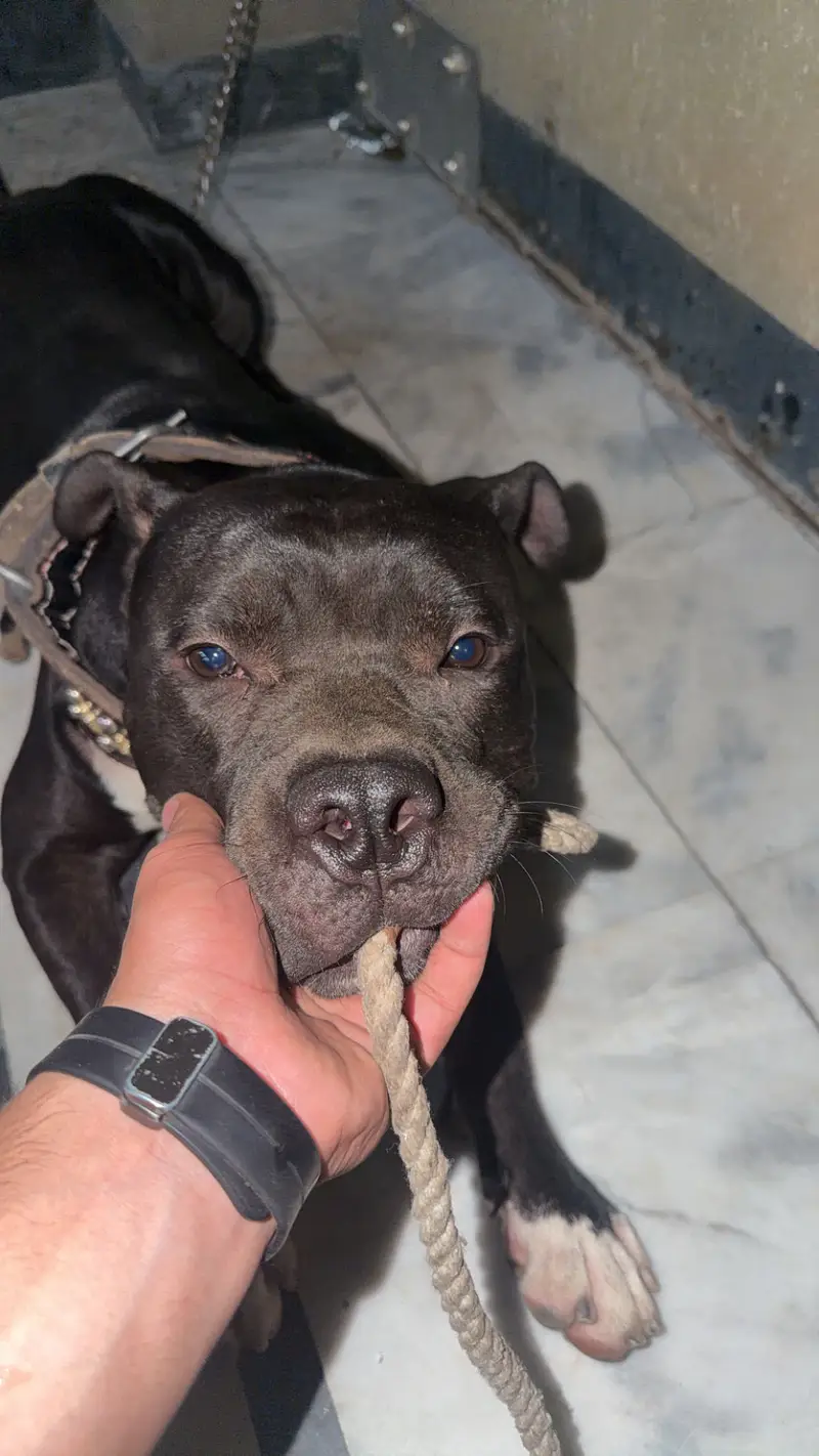 American bulldog — photo 2