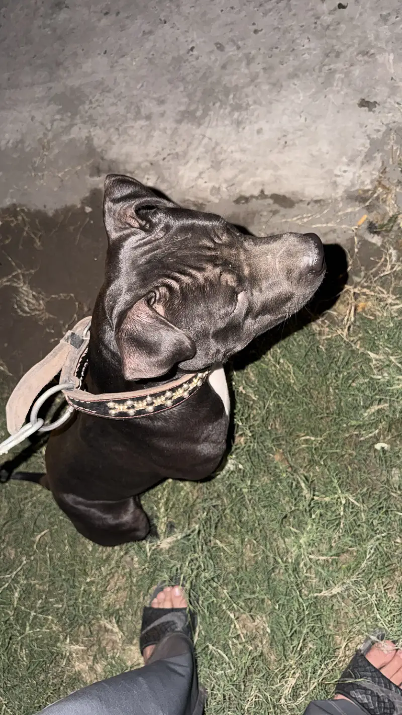 American bulldog — photo 5