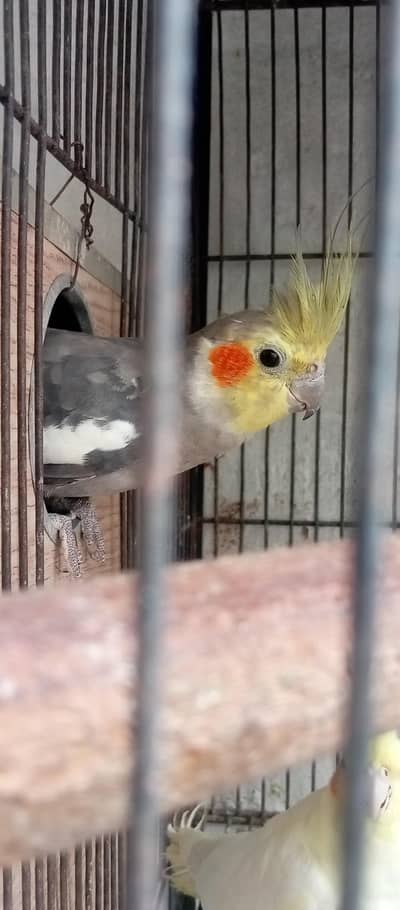 beautiful parrots for children