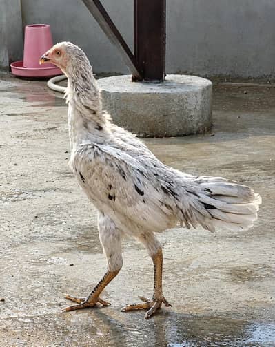 Shamo Plus Gamefowl Female i Sale Ke Liye – Healthy Aur Active
