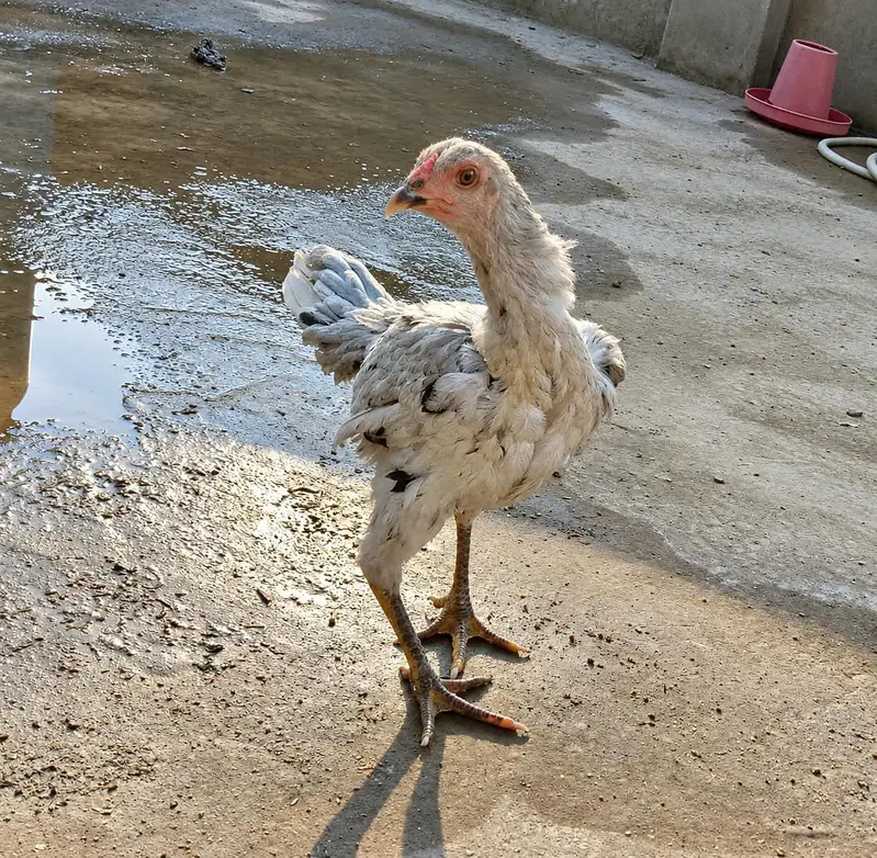 Shamo Plus Gamefowl Female i Sale Ke Liye – Healthy Aur Active — photo 2