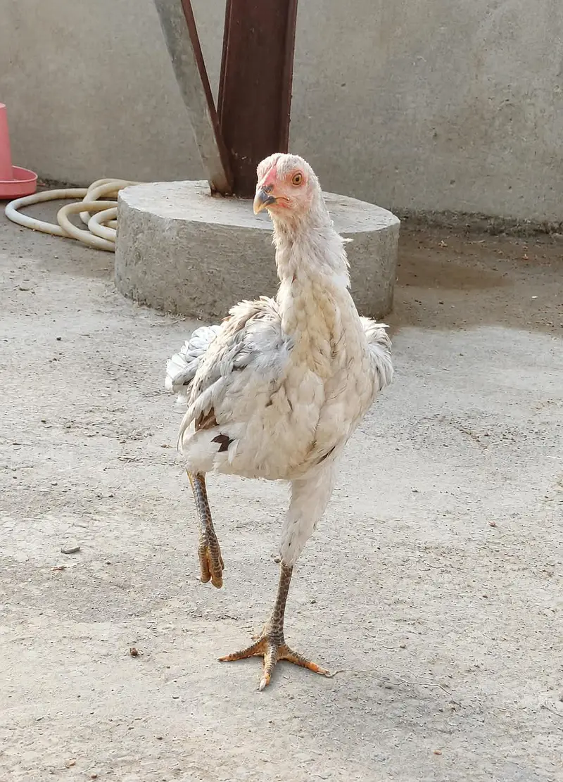 Shamo Plus Gamefowl Female i Sale Ke Liye – Healthy Aur Active — photo 3