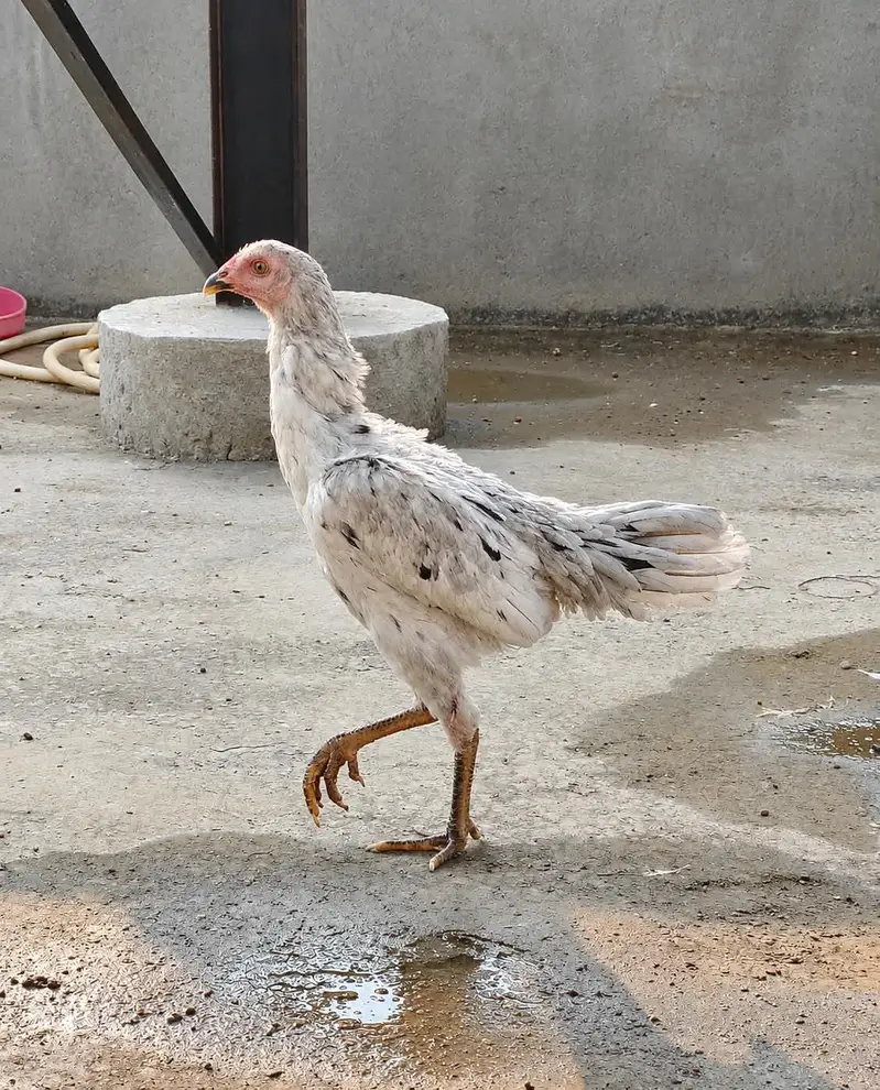 Shamo Plus Gamefowl Female i Sale Ke Liye – Healthy Aur Active — photo 4