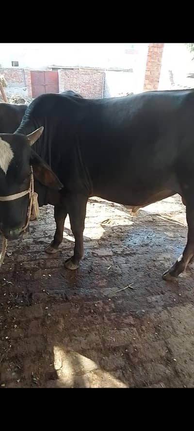 Bull for sale