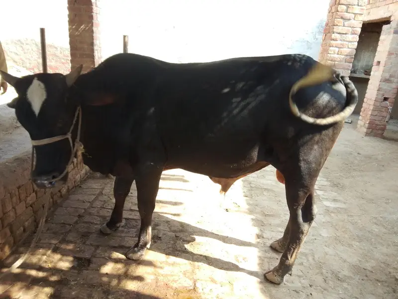 Bull for sale — photo 2