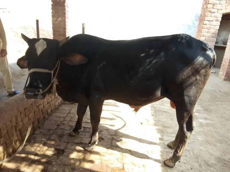 Bull for sale — photo 3