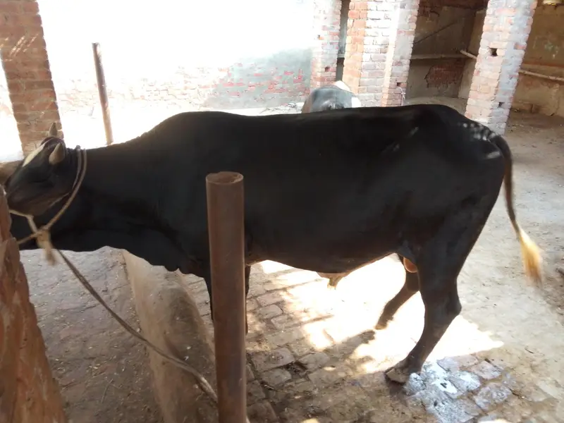 Bull for sale — photo 4