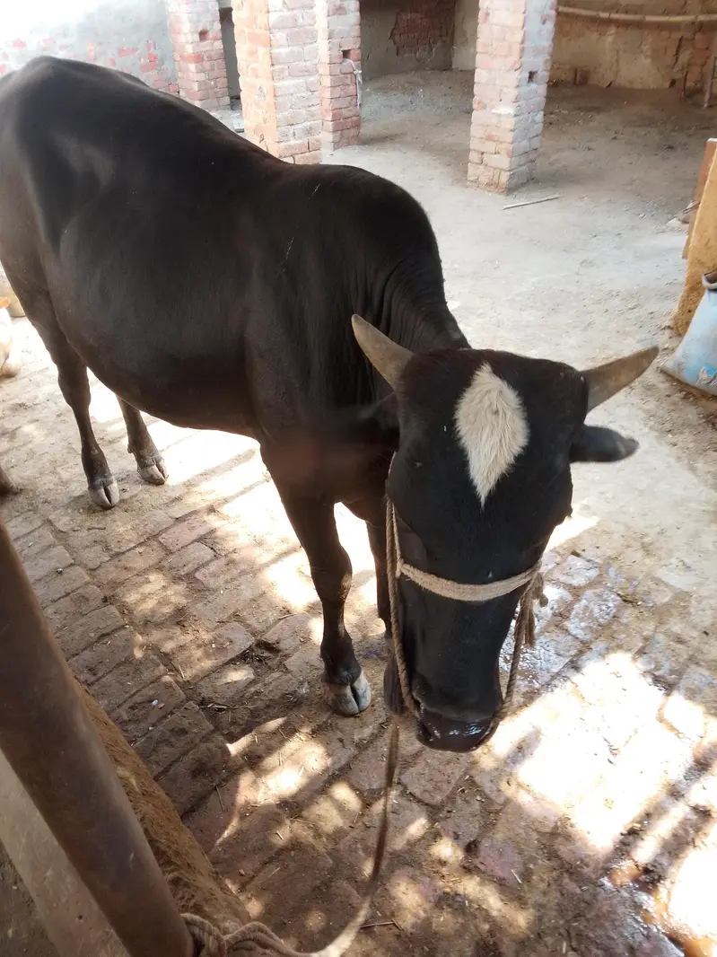 Bull for sale — photo 5