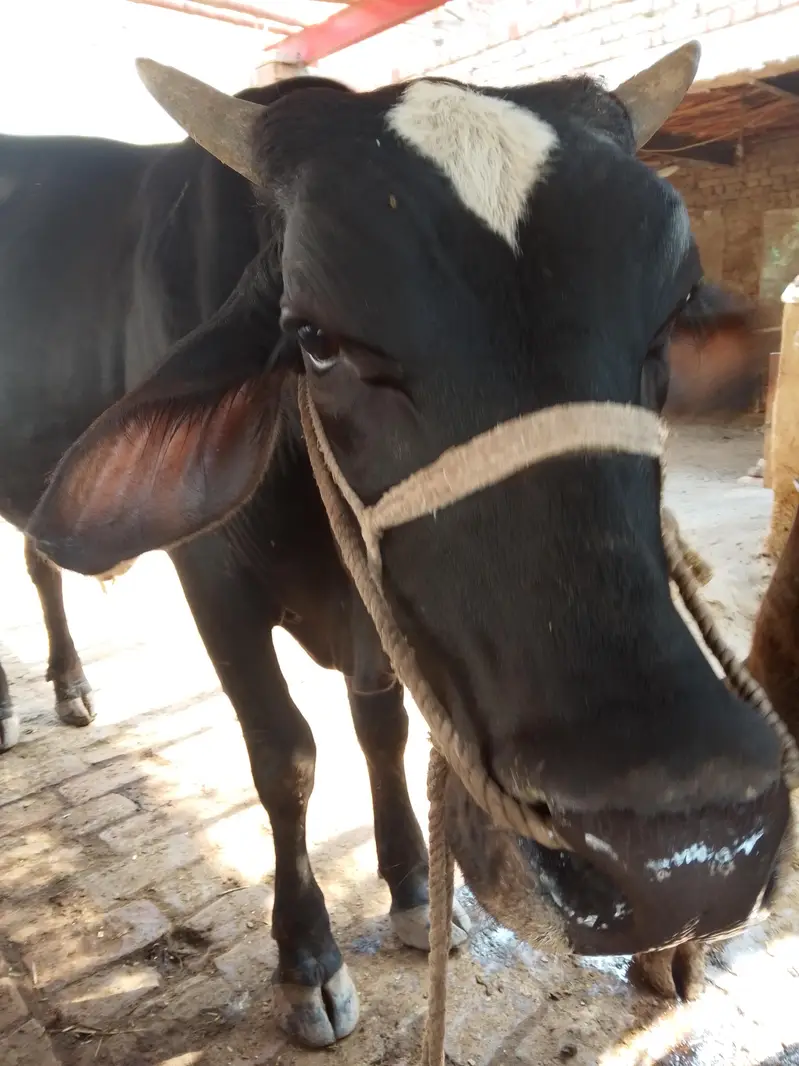 Bull for sale — photo 6