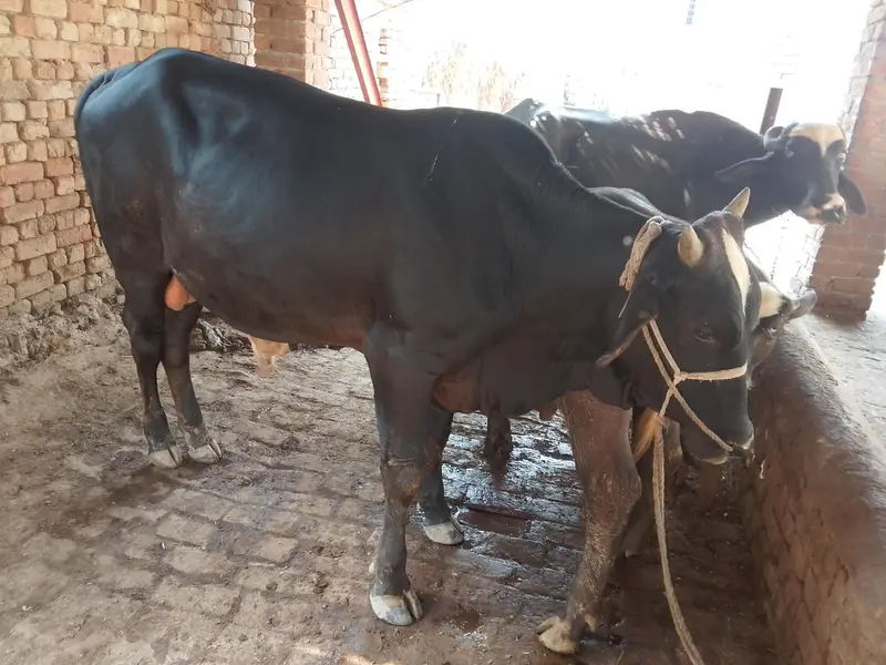 Bull for sale — photo 7