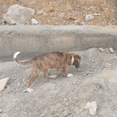german shepherd cross of awara kutta