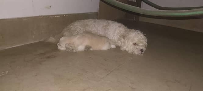 Shihtzu Male Puppies Age 25 Days