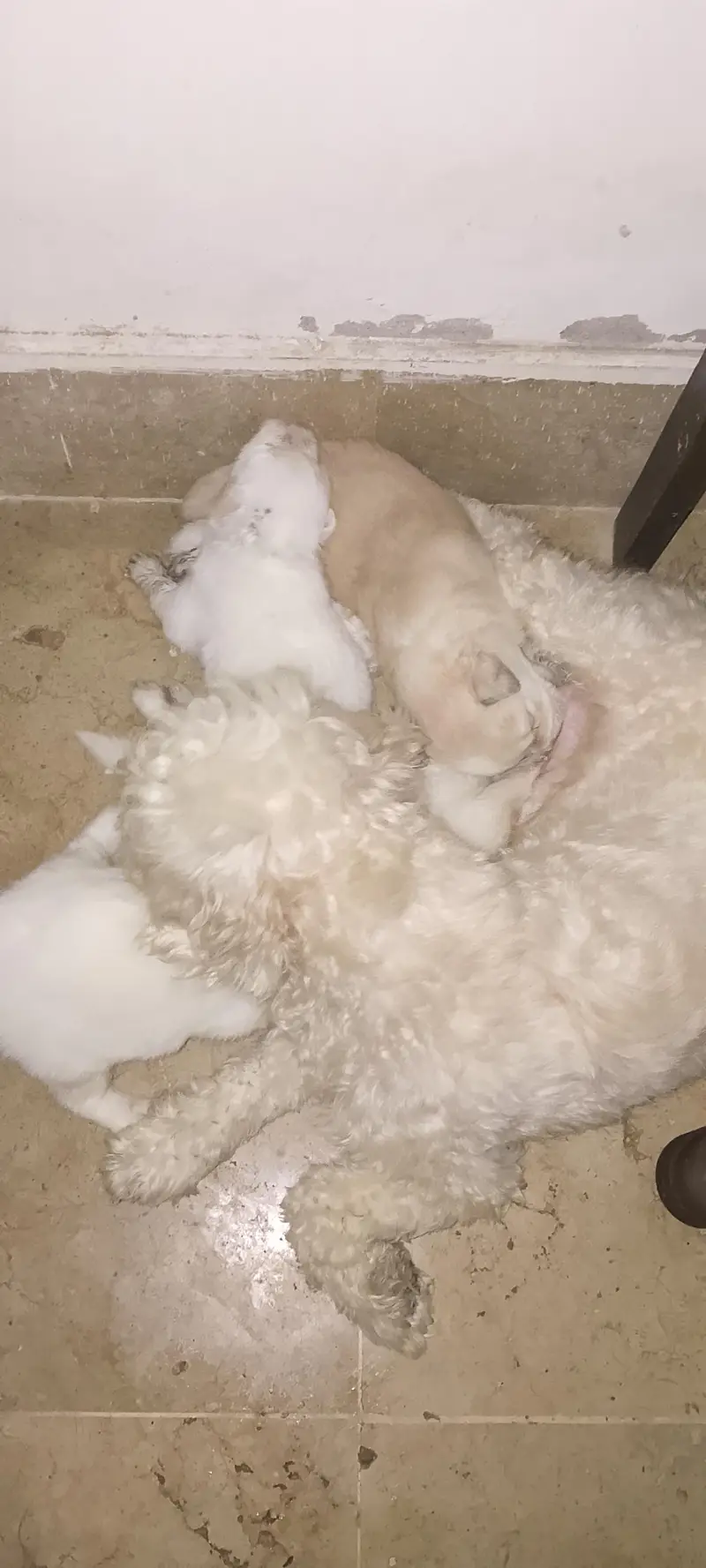 Shihtzu Male Puppies Age 25 Days — photo 2