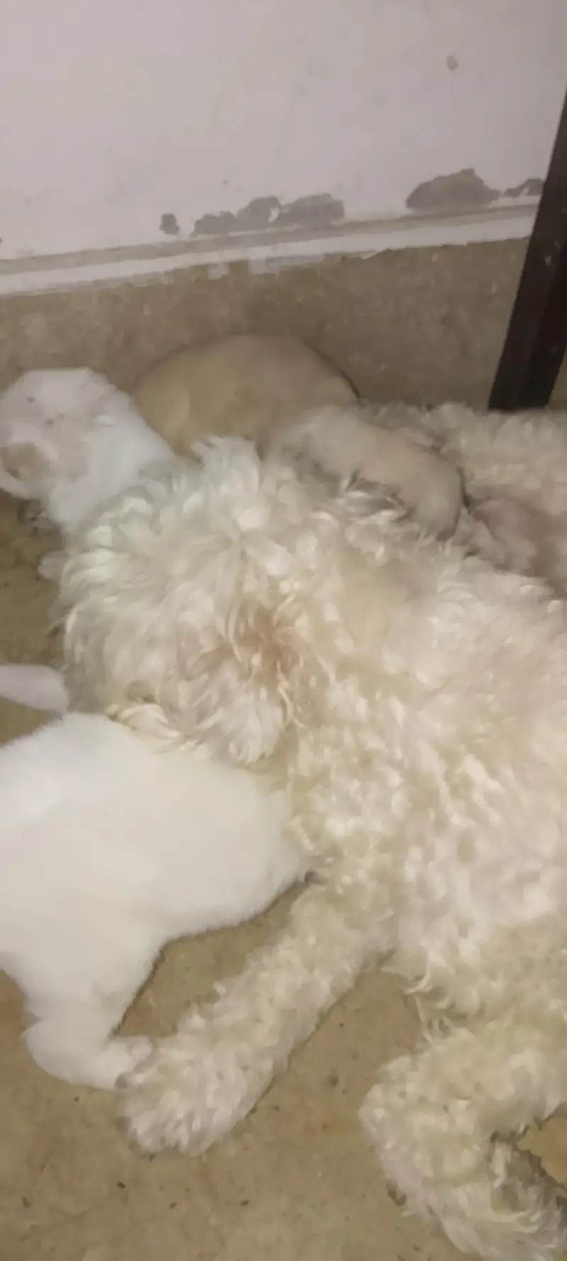 Shihtzu Male Puppies Age 25 Days — photo 3