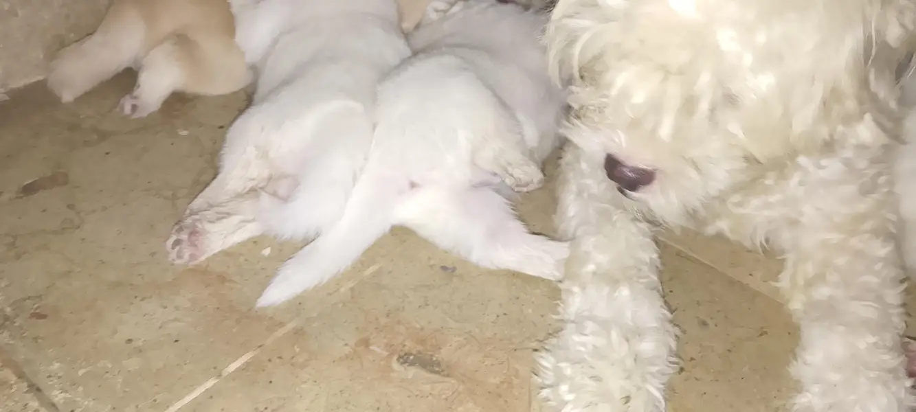 Shihtzu Male Puppies Age 25 Days — photo 4