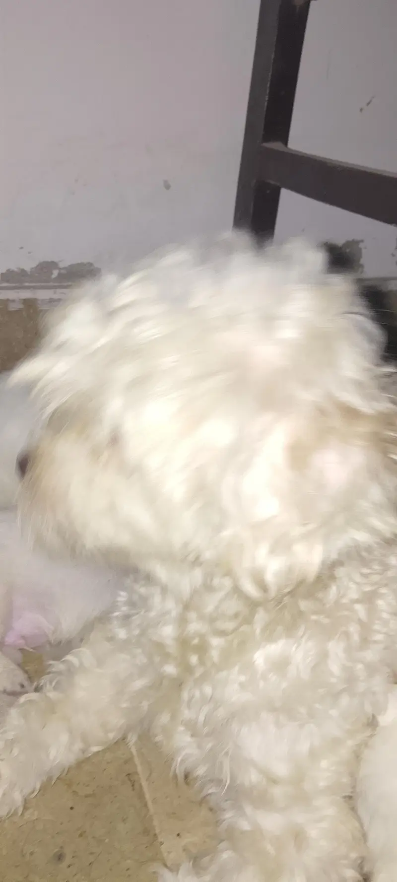 Shihtzu Male Puppies Age 25 Days — photo 5