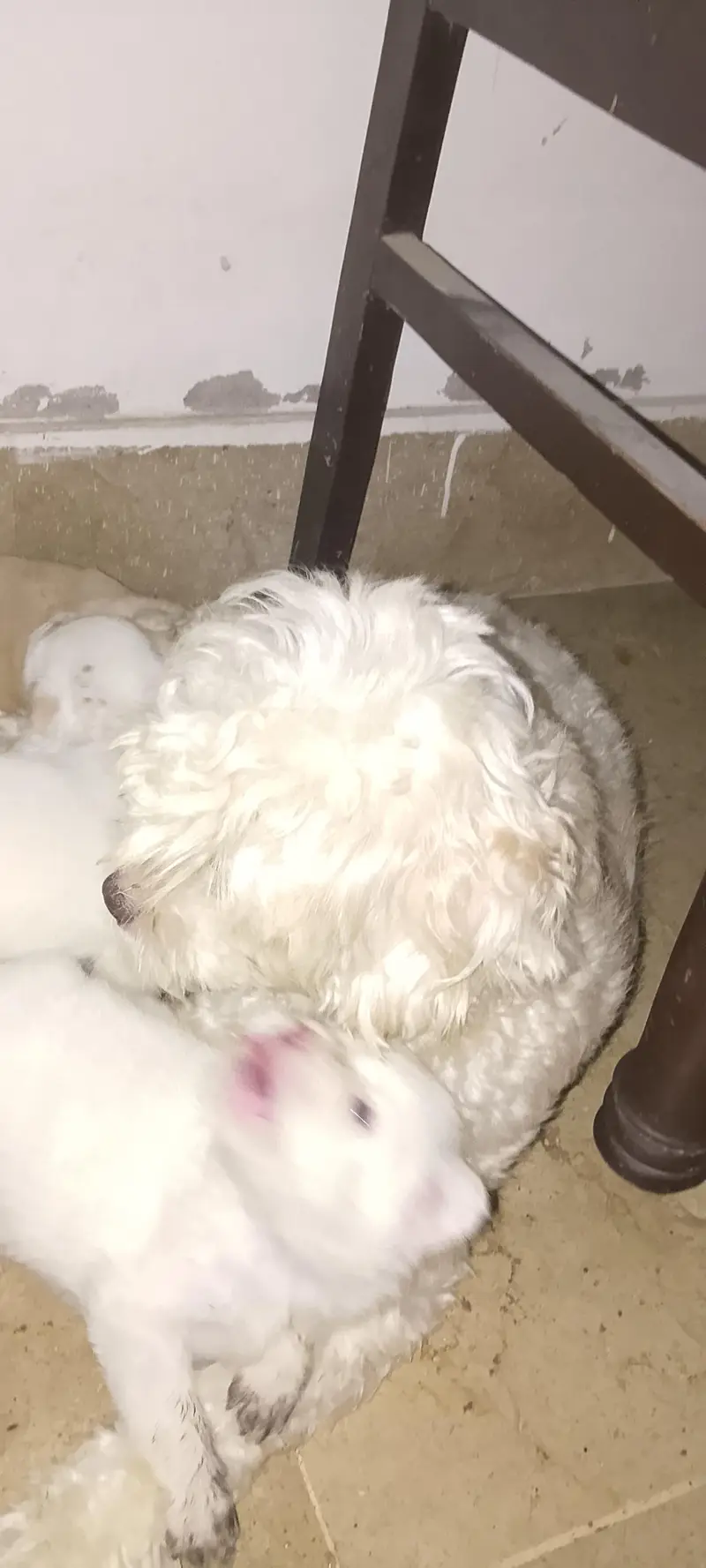 Shihtzu Male Puppies Age 25 Days — photo 6