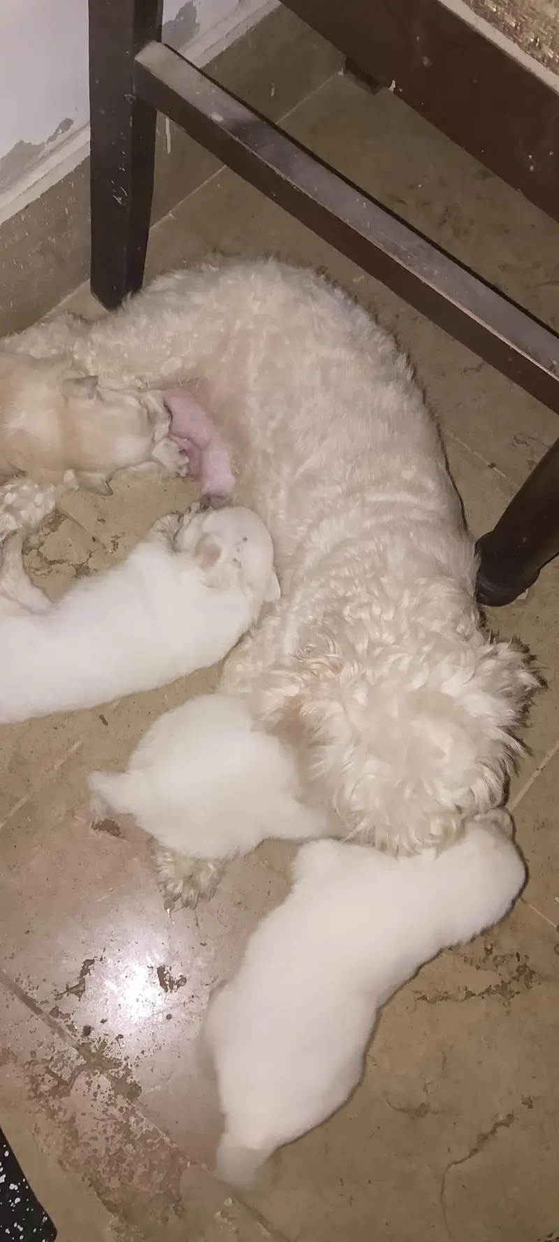 Shihtzu Male Puppies Age 25 Days — photo 7