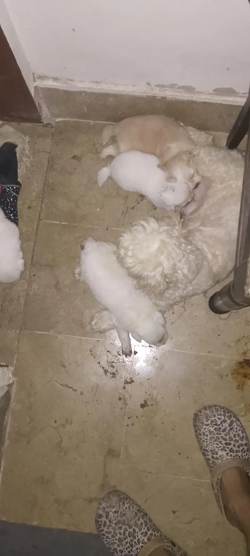 Shihtzu Male Puppies Age 25 Days — photo 8