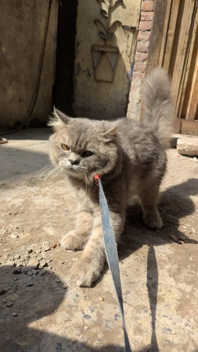 urgent sale persian cat for sale