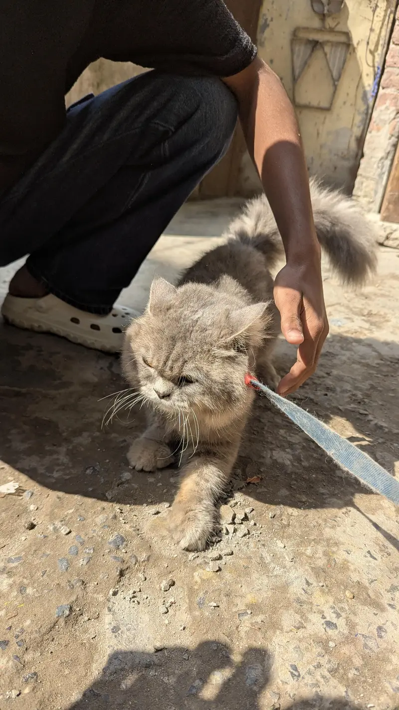 urgent sale persian cat for sale — photo 2