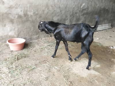 Goat for Sale, 1 Male and 4 Female. Loc Railway Station Sheikhupura