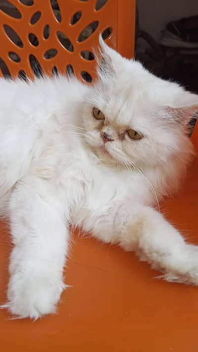 cat for sale