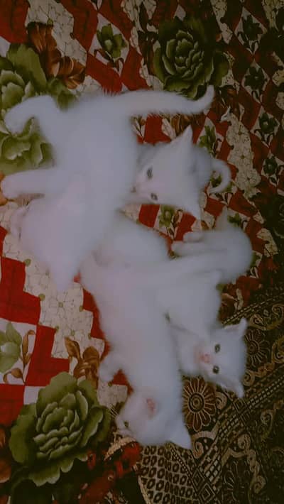 Persian cat Persian cat full white colour