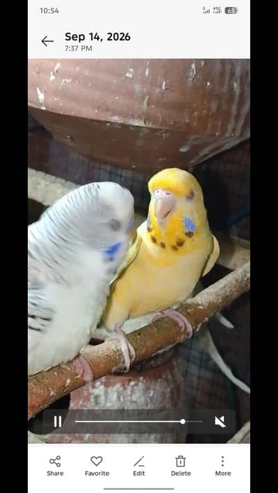 Fellow Female & Tcb full size male Read Add first