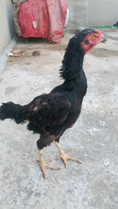 black shamo female for sale black shamo female for sale