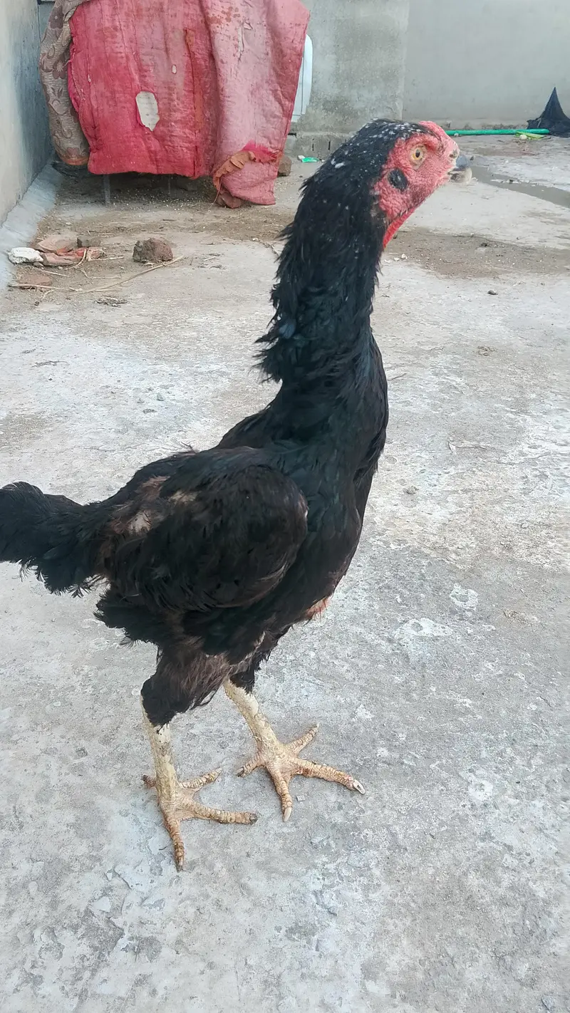 black shamo female for sale black shamo female for sale — photo 2
