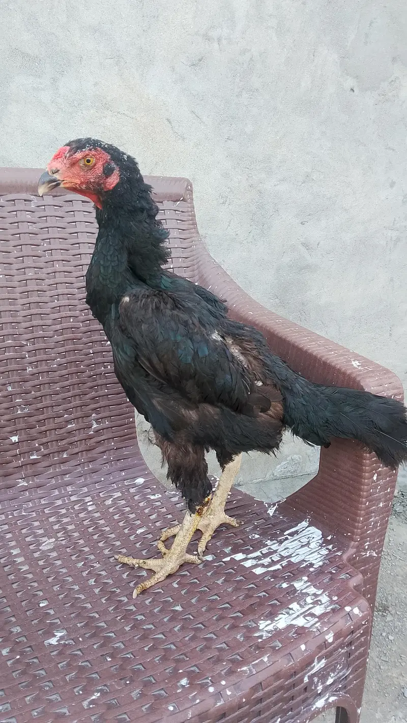 black shamo female for sale black shamo female for sale — photo 3