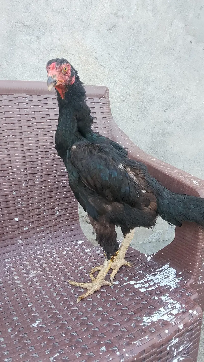 black shamo female for sale black shamo female for sale — photo 4