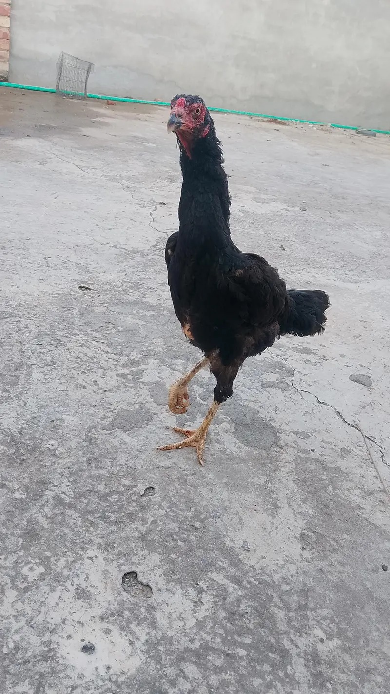 black shamo female for sale black shamo female for sale — photo 5