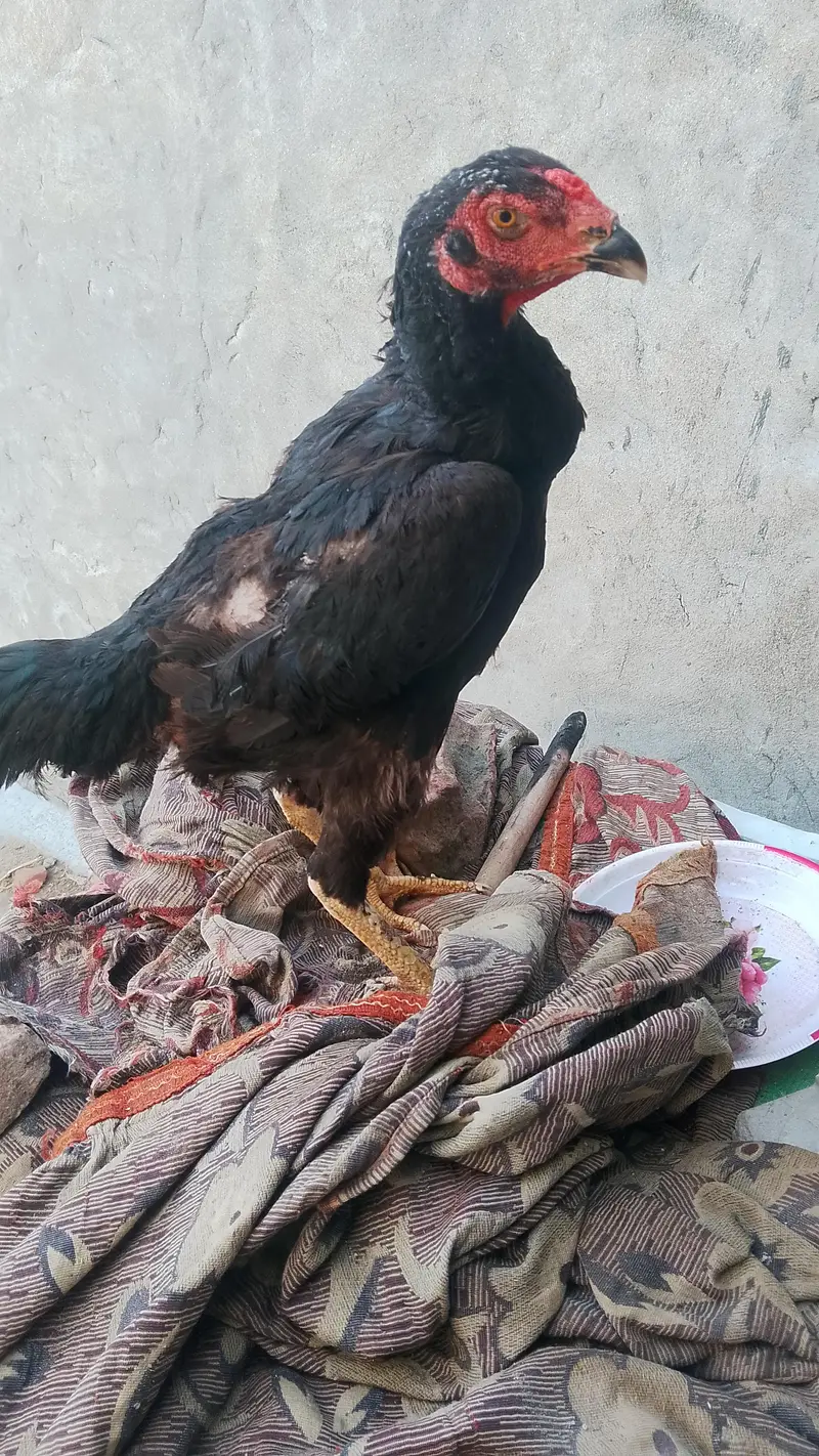 black shamo female for sale black shamo female for sale — photo 6