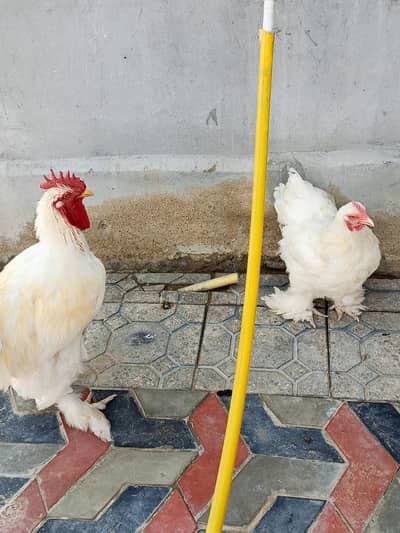 Pure white Cochin pair