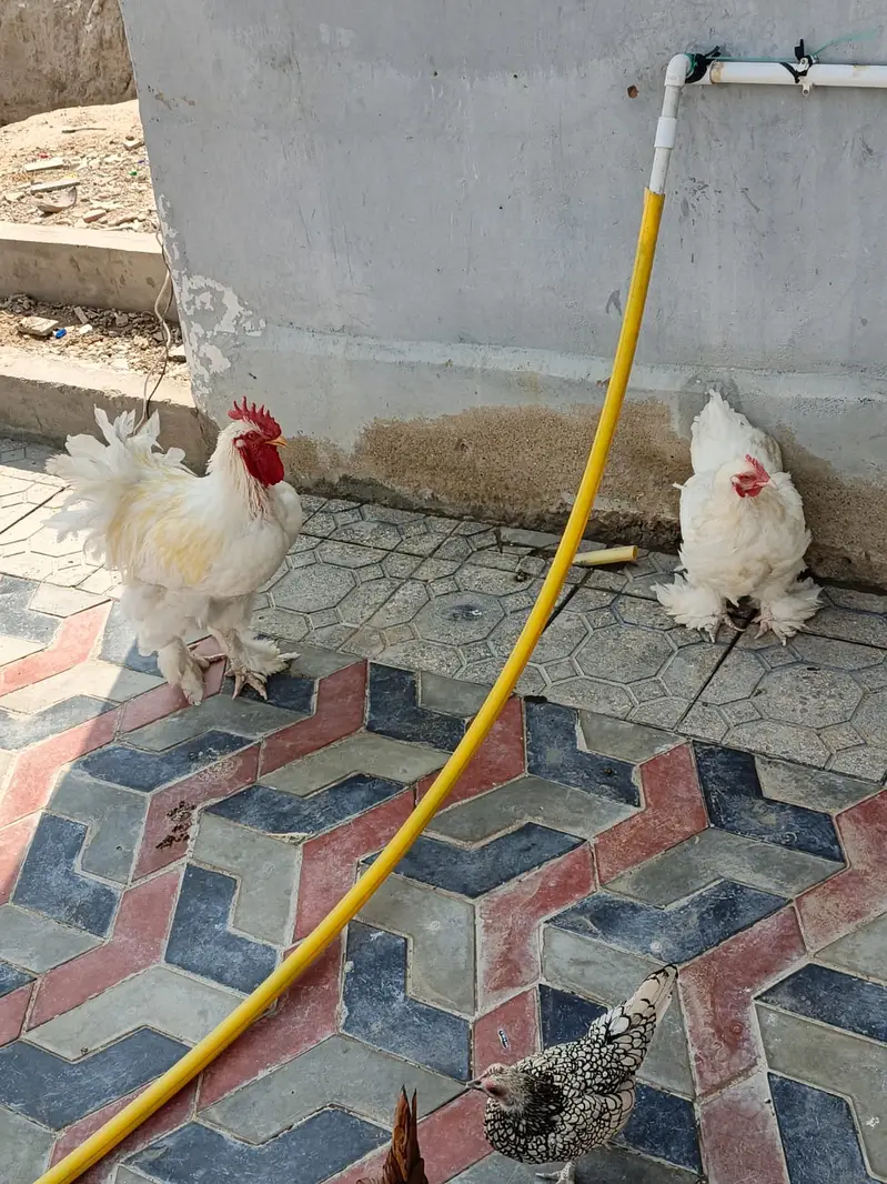 Pure white Cochin pair — photo 2