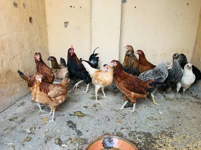 Desi Hens Egg Laying Starter