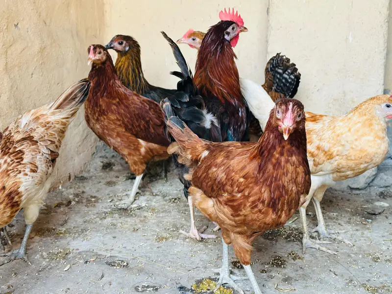 Desi Hens Egg Laying Starter — photo 2