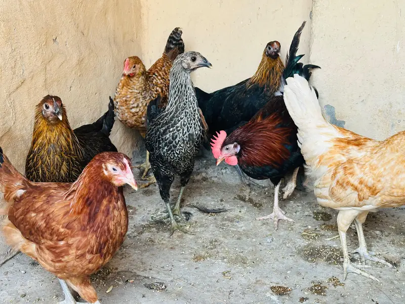 Desi Hens Egg Laying Starter — photo 3