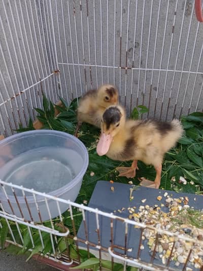 2 Ducks Baby